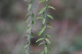 Image result for Balanitaceae