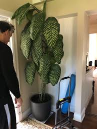 Tips On How To Prune A Tall Dieffenbachia At Https Www Houseplant411 Com Askjudy How To Prune A Too Tall Dieffenba Plant Care Plants Dieffenbachia Houseplant
