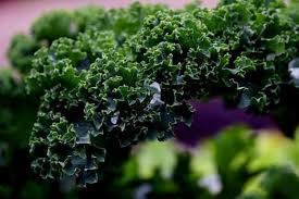 Grow indoor zum kleinen preis. How To Grow Kale Indoors Urban Garden Gal