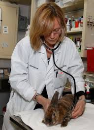 'veterinary care center, animal hospital and veterinarian, hamilton nj.' analysis. Dr Katherine Quesenberry Veterinarian Dog Psychology Vet Clinics