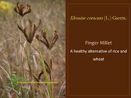 Image result for Elytrophorus spicatus