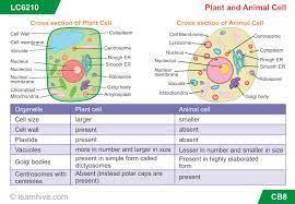 Check spelling or type a new query. Image Result For Cell Structure Year 7 Cells Lesson Cell Parts Plant And Animal Cells