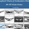 Humpback whale flukes can be up to 18 feet wide—they are serrated along the trailing edge, and pointed at the tips. Https Encrypted Tbn0 Gstatic Com Images Q Tbn And9gcqfurjahdo6kihcljjc1mnuhgpqfze7cfew7vrquiwa106xoyn8 Usqp Cau