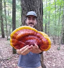 Image result for Ganoderma tsugae