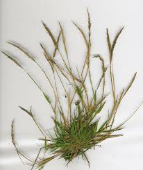 Image result for Sporobolus myrianthus