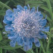 Pin On Flores
