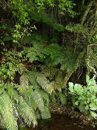 Image result for Ptisana