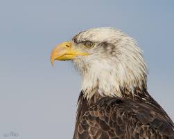 If i use the illustration of a camel going through a needle's eye, as stingray explained, one thing i draw from that is the fact that a camel has to go through a camel to fit through the eye of a needle (how ludicrious). Bald Eagle Nictitating Membrane Feathered Photography