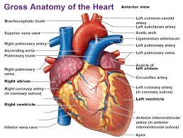 The heart, one of the most significant organs in the human body, is nothing but a muscular pump which pumps blood throughout the body. 13 Heart Anatomy Ideas Heart Anatomy Anatomy Anatomy And Physiology