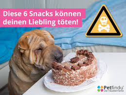 Gifte Blog Hunde Futter Eis Fur Hunde Hunde