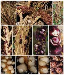 Image result for Pilostyles