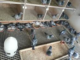 Young Birds 2016 At The Floor Loft Design Decor Flooring