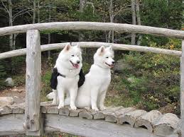 Even short haired dogs can shed quite profuse quantities of hair. The Samoyed Down Through History Minuteman Samoyed Club Inc