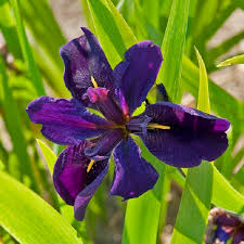 Its medium texture blends into the garden, but can always be balanced by a couple of finer or coarser plants for an effective composition. Shop Premium Iris At Unbeatable Prices