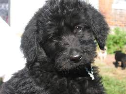 The widest, most trusted source of labradoodle puppies for sale near you.pick your desired gender,color & more at noblefurlabradoodles.com. Central Michigan Craigslist Pets