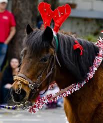 We did not find results for: Christmas Horse Free Stock Photo Public Domain Pictures
