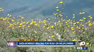 The ultimate flower guide for your phone one of the many highlights a large field of > 100 nemacladus longiflorus longiflorus | long flowered threadplant. Superbloom Expected In Anza Borrego Desert State Park