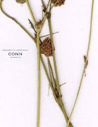 Image result for Trifolium campestre