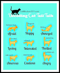 A cat with tail pointing upwards is said to be experiencing a moment of friendly tranquility. Cat Tail Talk 101 Cat Wisdom 101 Everything Feline Since 2011