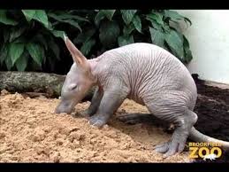 More Baby Aardvark Action Brookfield Zoo Hairless Animals Aardvark