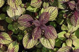 Photo a macro photo of coleus solenostemon, alos known as fishnet stockings plant at the arboretum at manito park in spokane, washington. can be used for personal and commercial. Fishnet Stockings Coleus Solenostemon Scutellarioides Fishnet Stockings In Wilmette Chicago Evanston Glenview Skokie Winnetka Illinois Il At Chalet Nursery