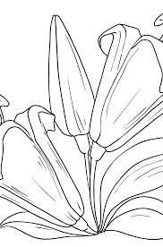 A few boxes of crayons and a variety of coloring and activity pages can help keep kids from getting restless while thanksgiving dinner is cooking. Lilies Flower Coloring Page Free Online