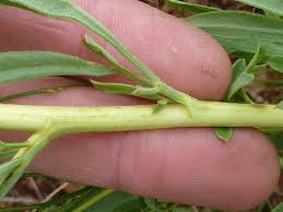 Image result for Heteromorpha involucrata