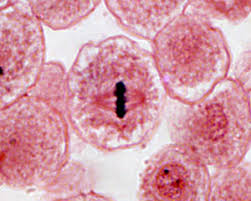 What evidence of cytokinesis is visible in telophase in the whitefish cells? Cell Cycle And Mitosis Laboratory Notes For Bio 1003
