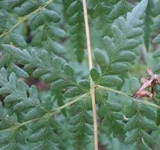 Image result for Histiopteris