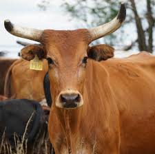 👀 that Fat Lip heifer!