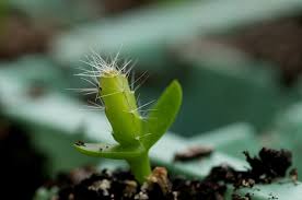 Where thorns are modified stems, and are usually found alongside leaves, spines are actually highly modified leaves. Realized That Many People Have Never Seen A Cactus Seedling The Spins Are Actually Modified Leaves Photosynthesis Takes Place In The Stem Instead But They Start Life The Same As Any Other