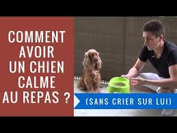 L Heure Du Repas Peut Rapidement Devenir Un Cauchemar Lorsqu Un Chien Est Trop Impatient Trop Excite Trop Gourmand Mais Ce N Dogs Animals And Pets Dressage