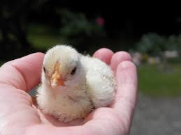 Image result for chicken farming