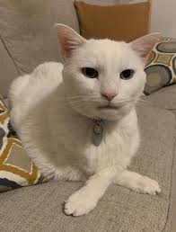 Eaglets Sunny and Gizmo growing up in Big Bear Valley