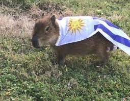 El carpincho ( hydrochoerus hydrochaeris ) es el roedor más grande del mundo, llega a medir unos 50 cm de altura y tiene una cabeza grande. Cosito Auf Twitter Los Argentinos Hacen Viral Al Carpincho Los Uruguayos Inmediatamente