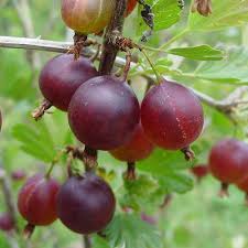 Throughout the growing season, gooseberries love a boost of potassium. How To Grow Gooseberries In 2021 How To Grow Gooseberries Gooseberry Bush Gooseberry