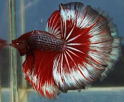 35 Beautiful Types Of Betta Fish With Amazing Pictures Irish Rose 35 Beautiful Types Of Betta Fish With Amazing P Betta Fish Types Betta Fish Betta