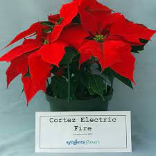 Poinsettia Cortez Electric Fire Electric Fires Poinsettia Plants