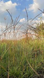 Image result for Tristachya rehmannii