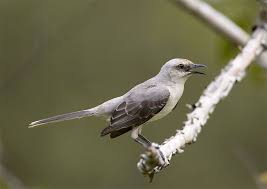 Birds That Start With Q In Spanish Tropical Mockingbird Cenzontle Tropical Paraulata Llanera Xcaret Q Roo Mexico May 2016 Bird Life List Life List Bird