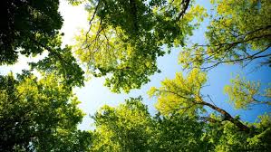 Between zoo pkwy and salem ct. Green Tree Service Greensboro Tree Service