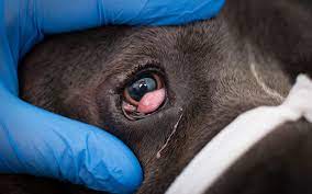 Whilst certain medications may be prescribed to help treat cherry eye, ultimately, in nearly all cases, surgery is required. How Concerned Should I Be When My Dog Gets A Cherry Eye