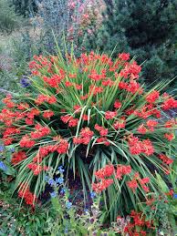 Image result for Crocosmia