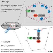 How is ras anchored to the plasma membranes? An Optogenetic Method To Modulate Cell Contractility During Tissue Morphogenesis Sciencedirect