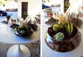 Ultra 15x15x15cm cuadrado vidrio claro terrario plantador forma geométrica para la exhibición de mesas boda pieza central única o ventanas las plantas. Div Style Font Family Century Gothic Text Align Justify Diy B Centros De Mesa Con Cactus Y Suculentas B Div Tres Studio Blog De Decoracion Interiorismo Proyectos Online
