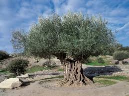 Olive Tree In The Forest Olea Europaea Photographic Print C Sappa Art Com In 2020 Olive Tree Painting Olive Tree Tree