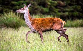Il y a 5 ans. La Biche Et Le Cerf Comment Vivent Ils Ou Les Observer