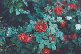 Â« herunterladen 1920x1200 pink rose wallpapers hd pictures flowers one hd wallpaper 1900ã 1200 rose wallpaper hd ( Red Rose Bush Aesthetic