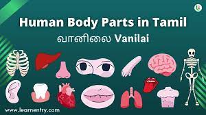 Related posts of inner parts of human body with tamil to english digestive system organs. Human Body Parts Names In Tamil English Learn Entry