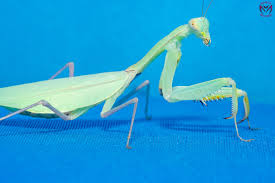 Image result for Gyrodoma hispida